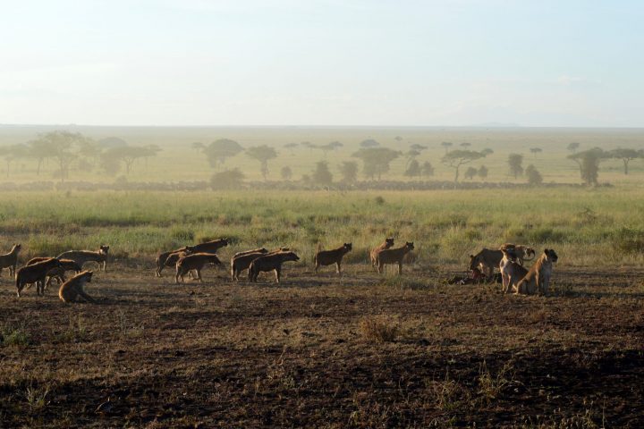 Hyena pack and lion pride at a kill