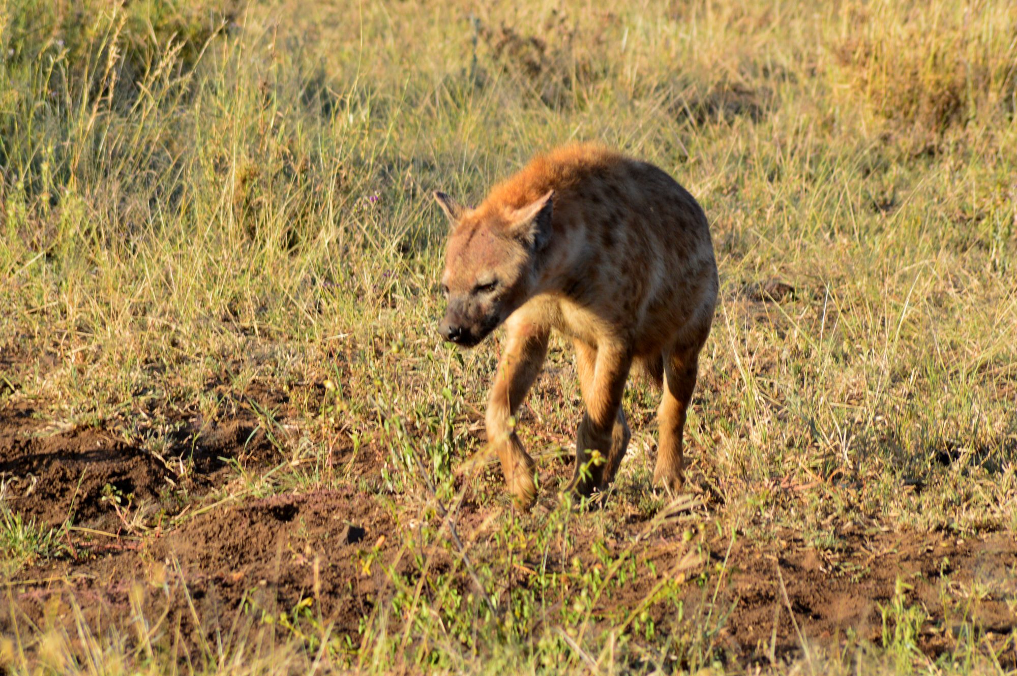 Hyena at dawn, Serengeti