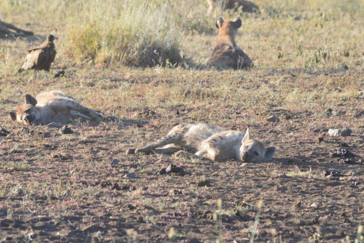 Full hyenas resting