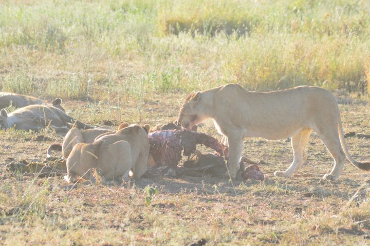 Lionesses on a kill