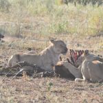 Lion Kill Serengeti