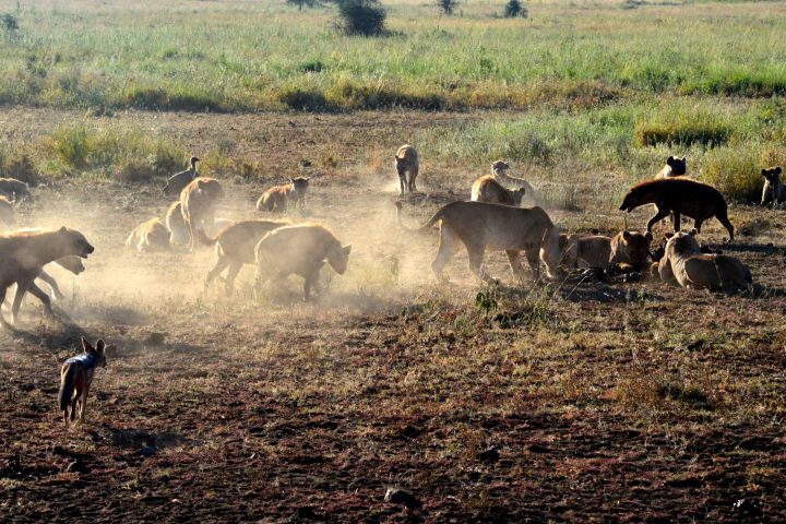 Lion Kill Serengeti