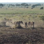 Lionesses with hyenas
