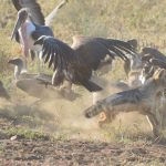 Scavengers after lions leave the kill.