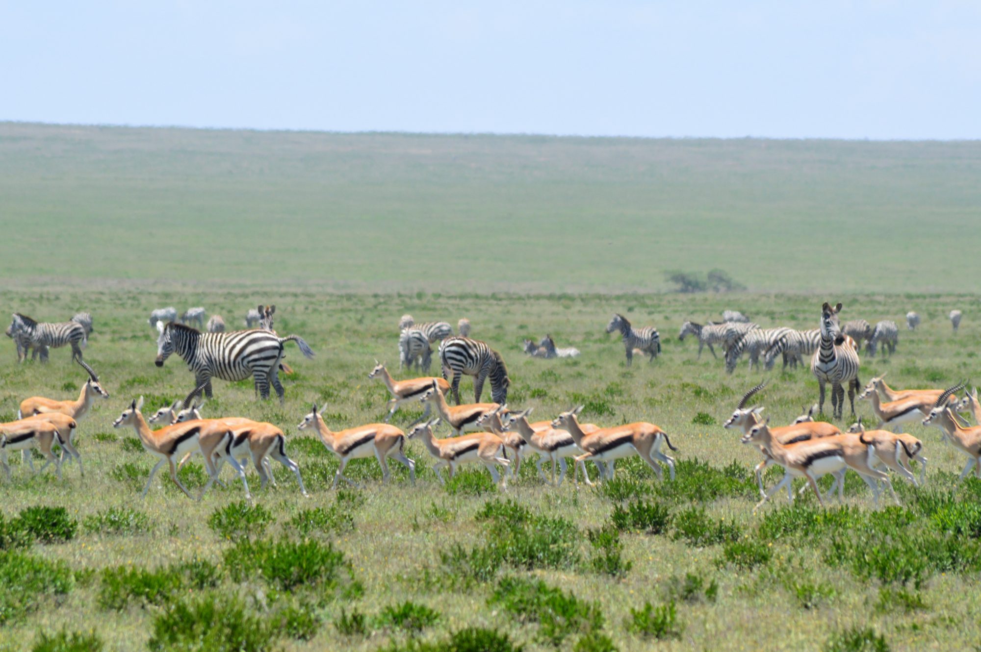 Serengeti Migration Zebra and Thompsons Gazelle