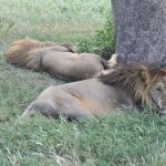 Serengeti Brothers