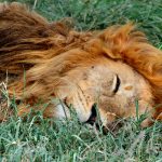 Sleeping Lion Serengeti