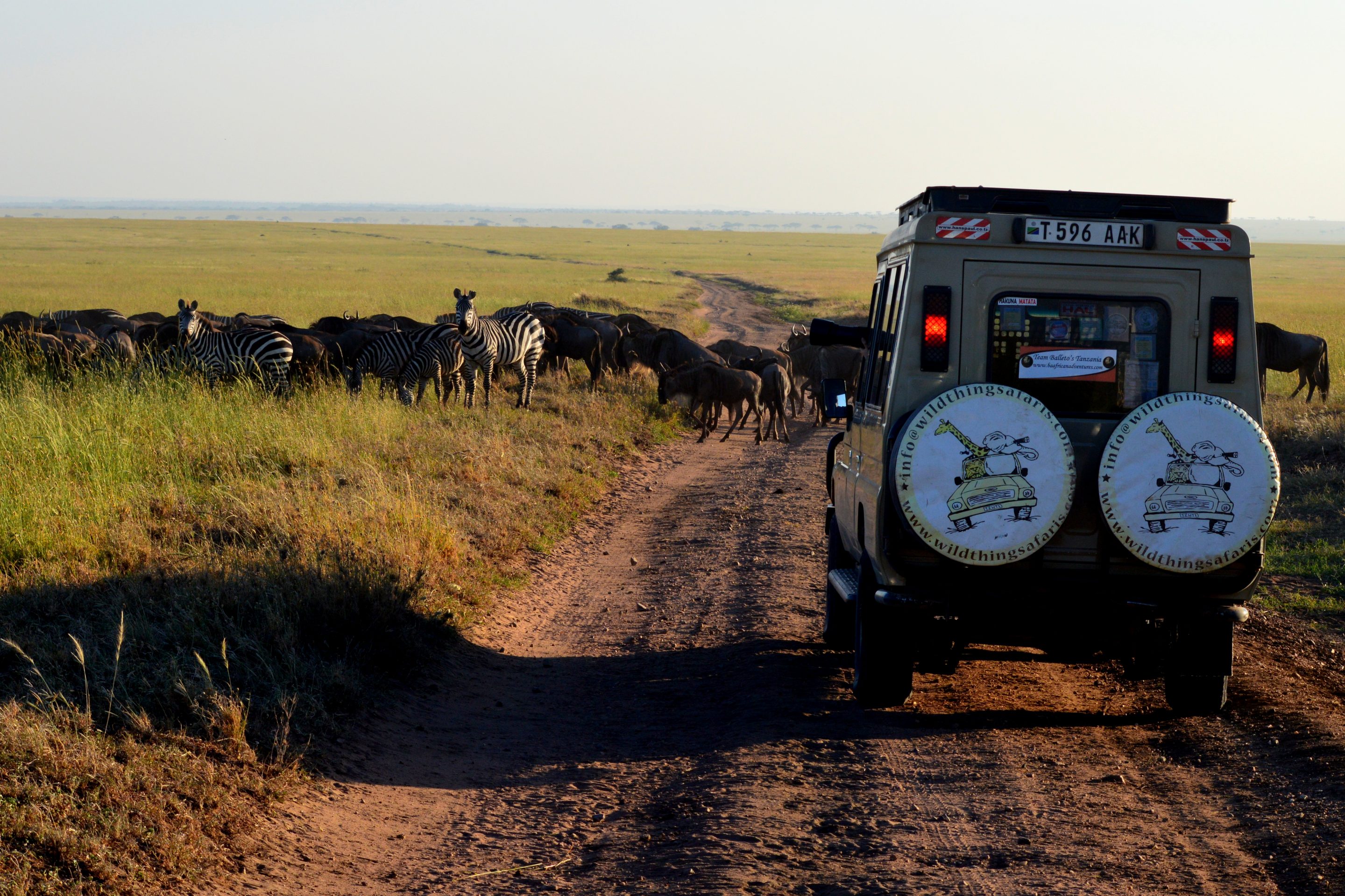 Safari Vehicle at migration crossing