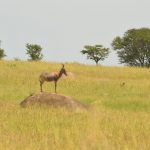 Topi Serengeti