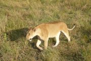 Lioness close to the vehicle