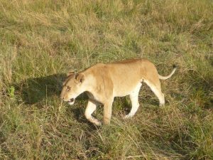 Lioness close to the vehicle