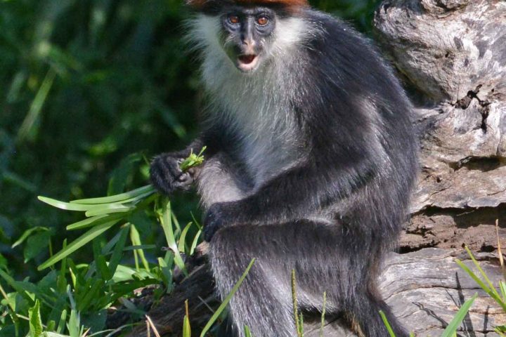 Red Colobus near Hondo Hondo Tented camp - on the lawn.