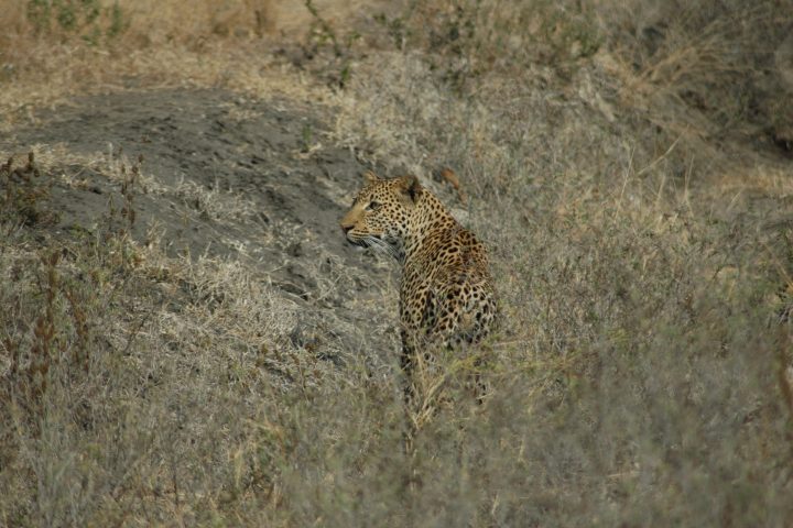 Selous Game Reserve Leopard Sitting