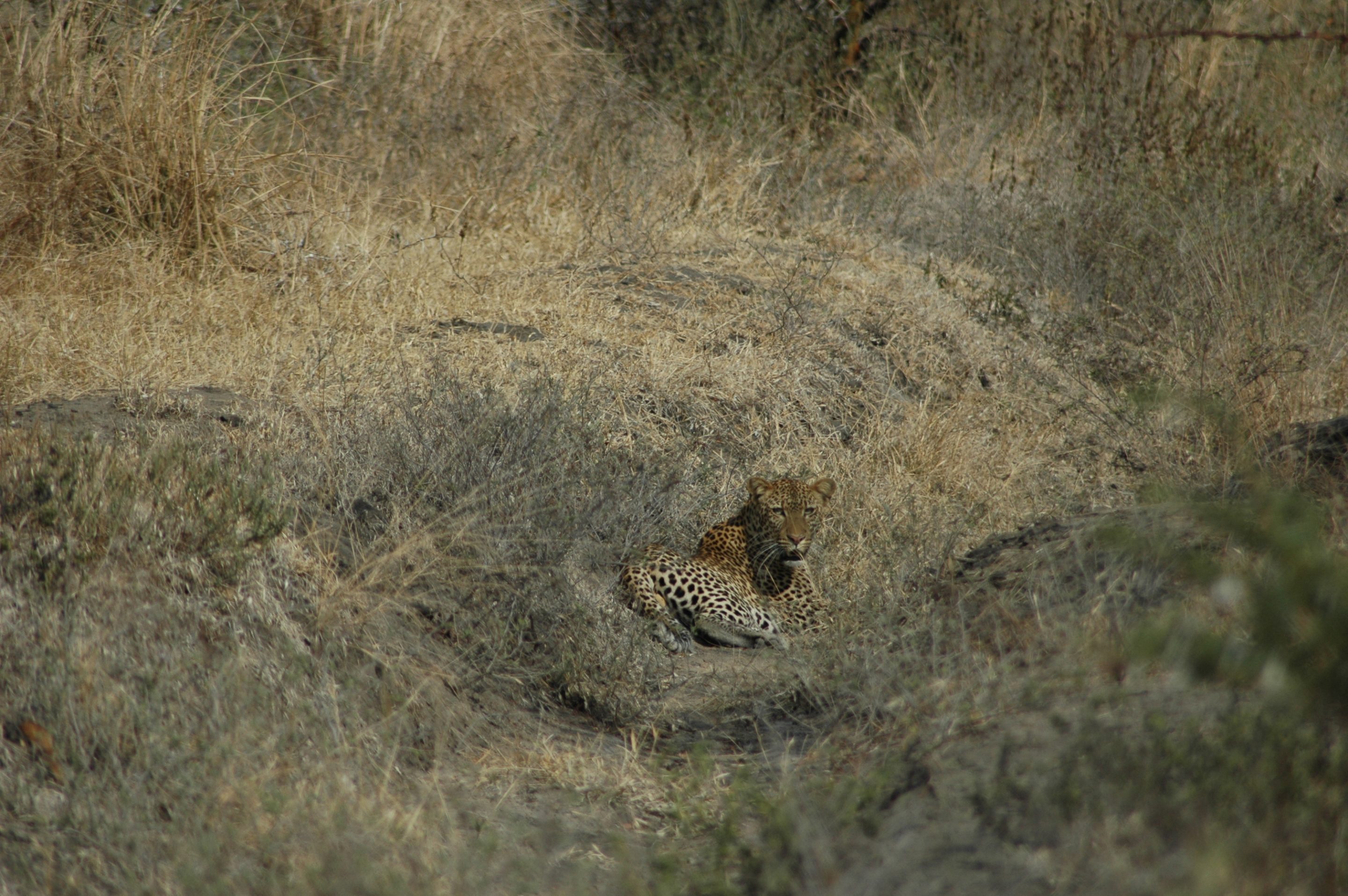 Selous Leopard
