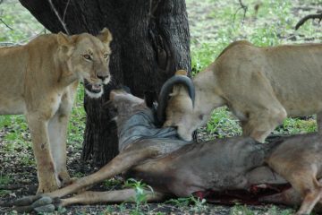 Selous Lions with kill