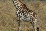 Giraffe in Selous