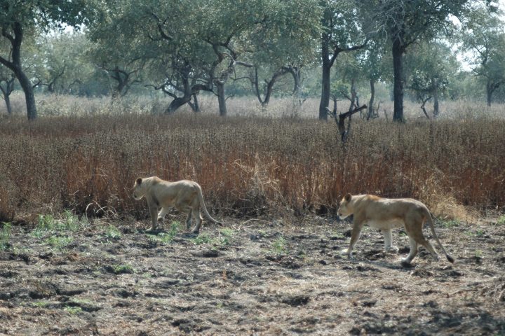 Lionesses hunting in Selous