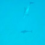 Swiming with Dolphins