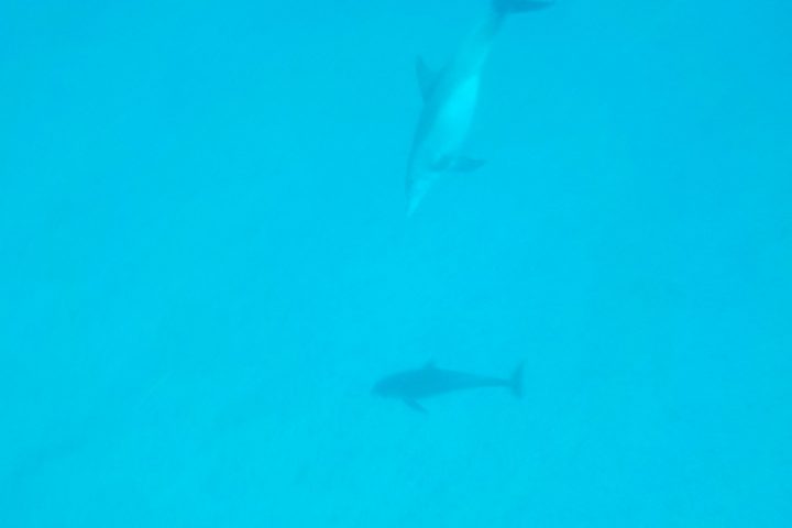 Swiming with Dolphins