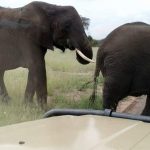 Elephant close encounters in Tarangire