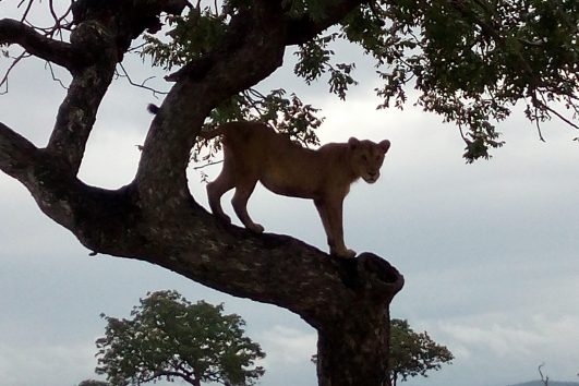 Lioness on tree in Mikumi