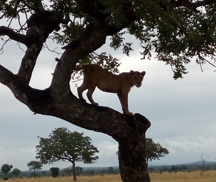 Lioness on tree in Mikumi